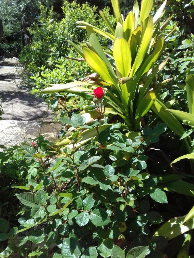 Comfortable Garden Apt Near Vouliagmeni Beach 雅典 外观 照片