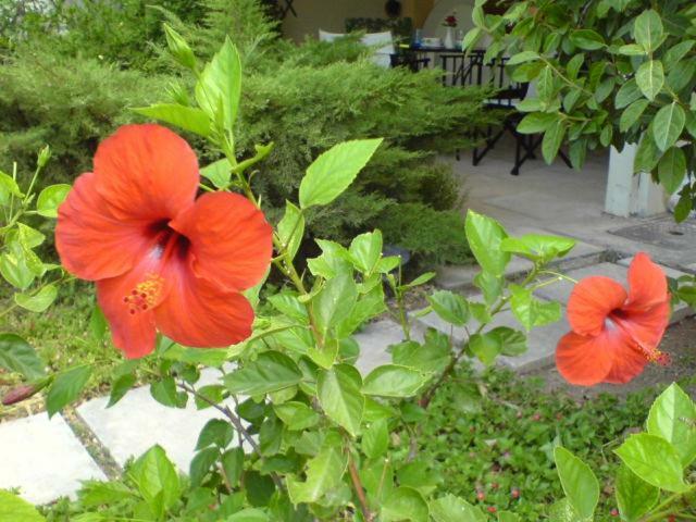 Comfortable Garden Apt Near Vouliagmeni Beach 雅典 外观 照片